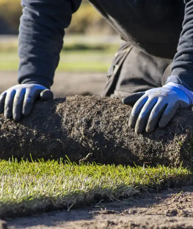 graszoden kopen 1
